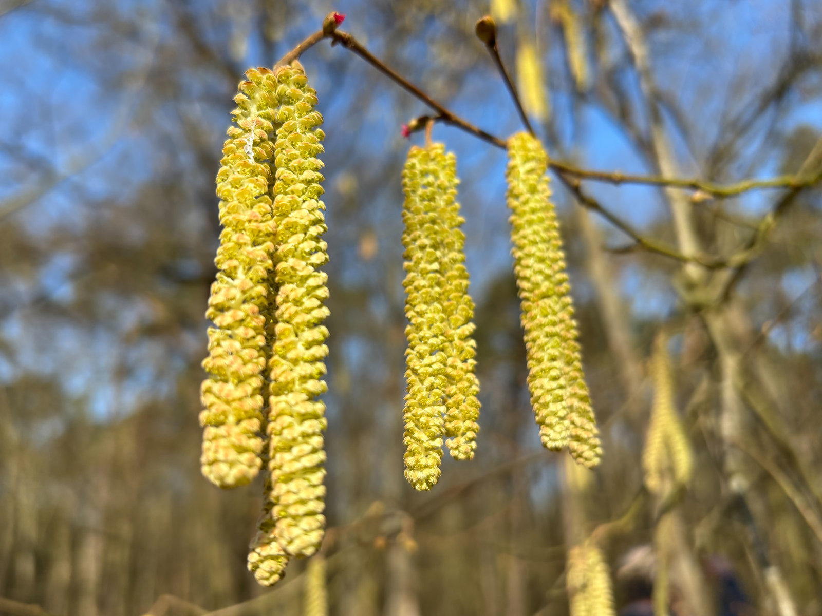 2026 Winterwanderung 07